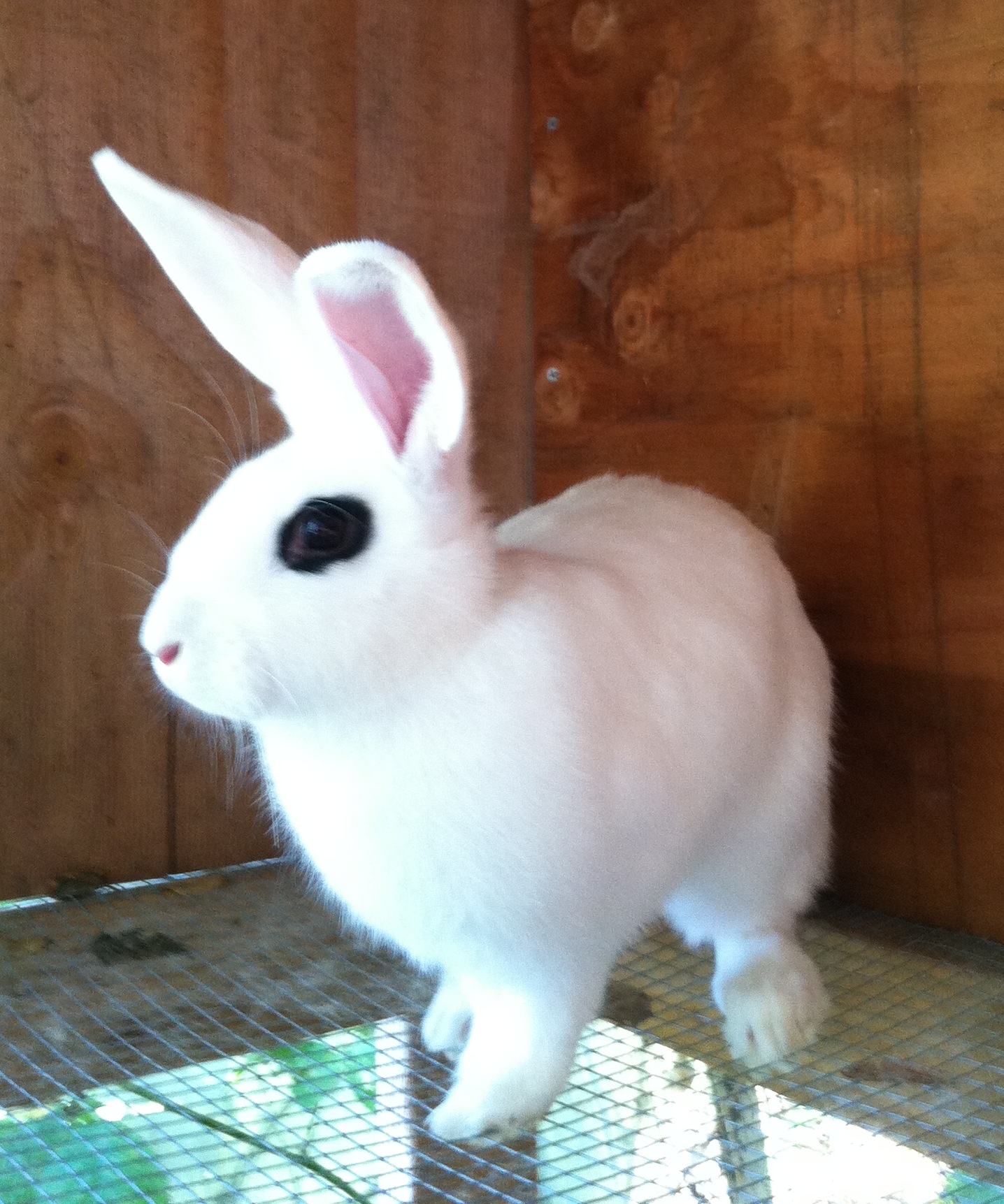 Altesse de Laperriere is offspring from a direct French Import. In France, the Hotot are more elegant, having an arched body, longer legs and ears, and an alert stance. 