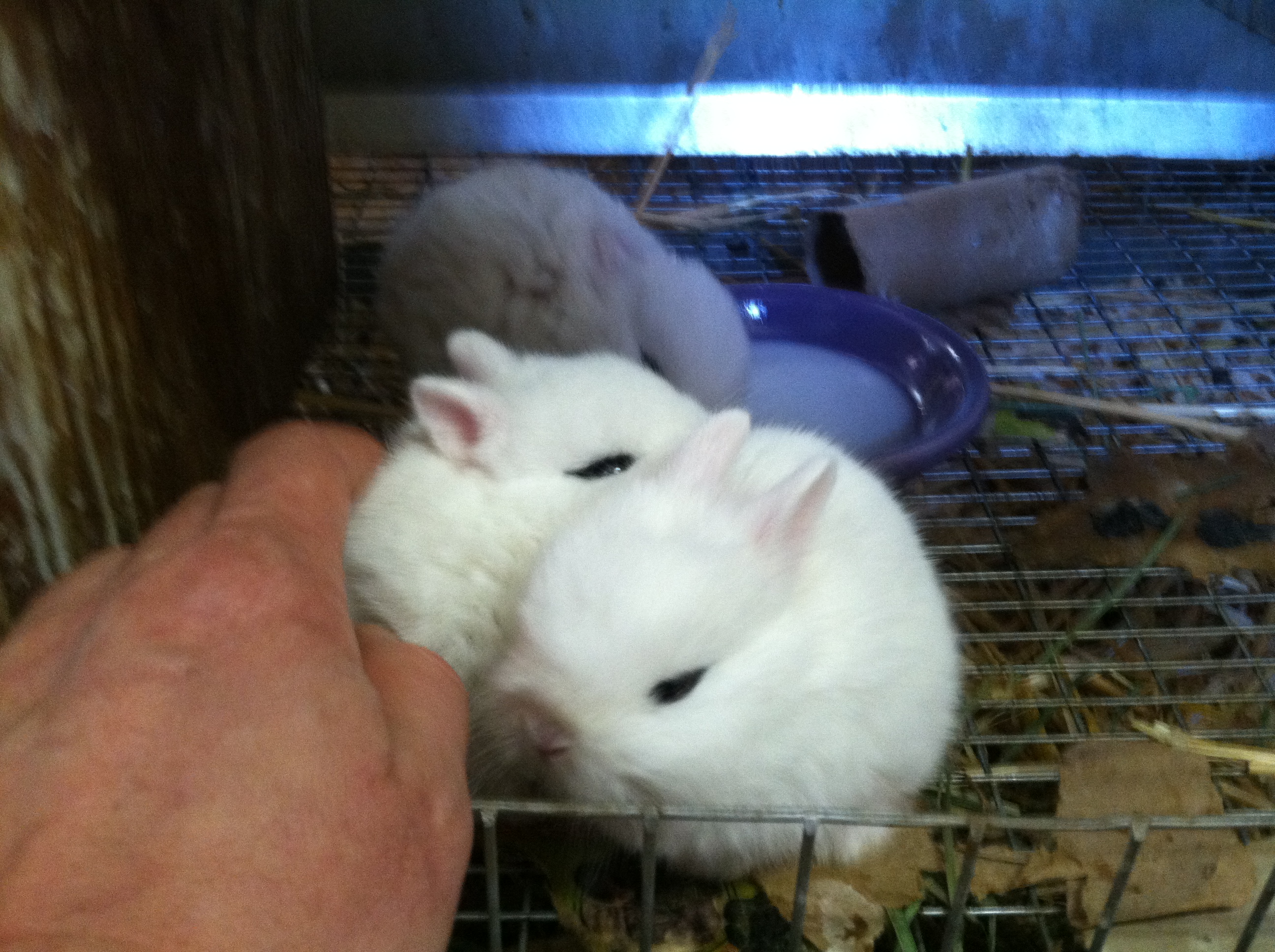 Orphaned baby Dwarf Hotots love getting rubbed!! Baby bunnies need love and affection to be socialized.