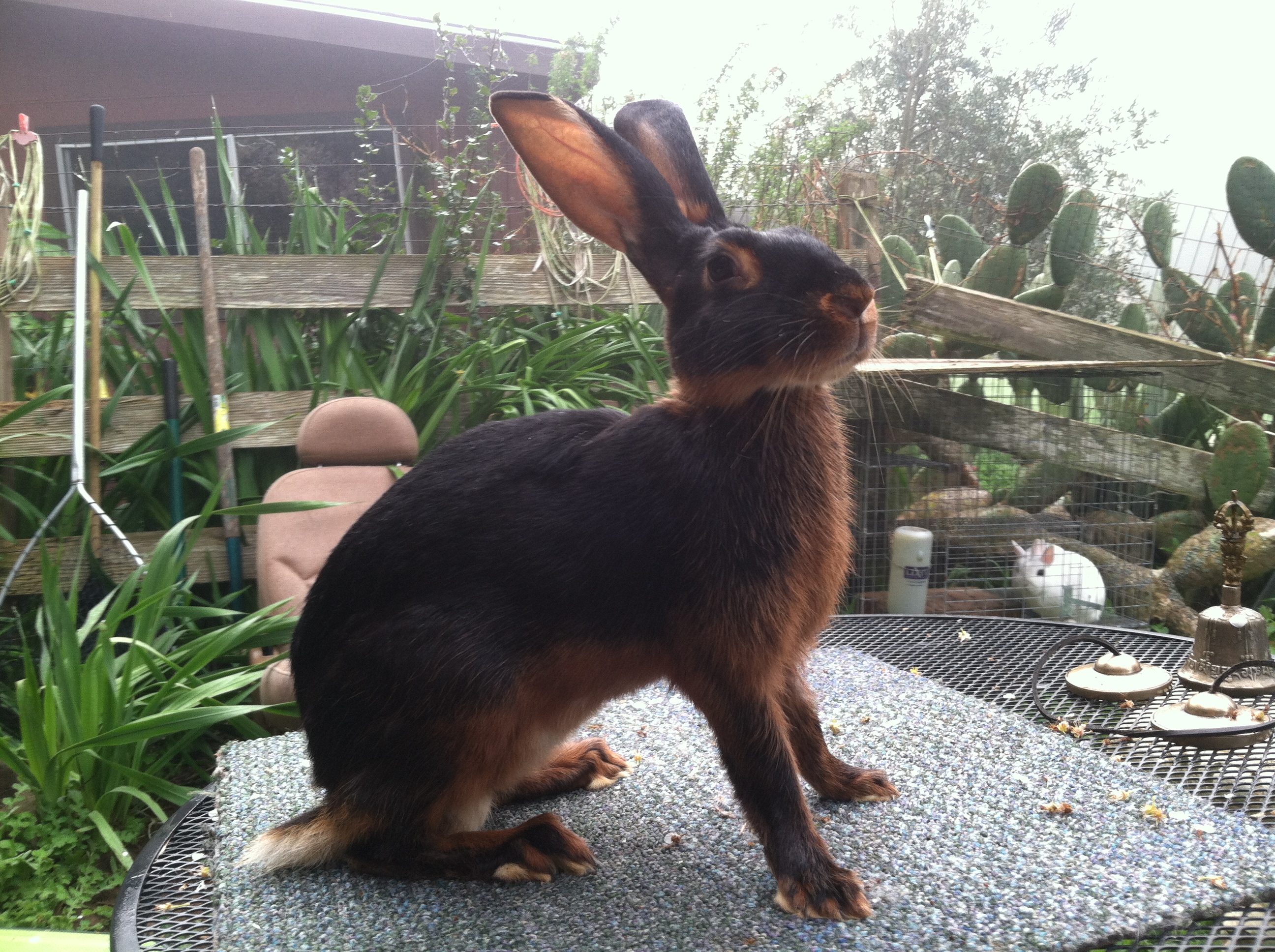 Belgian Hare Rabbit Belgian Hare Rabbit Complete Care And Breeding