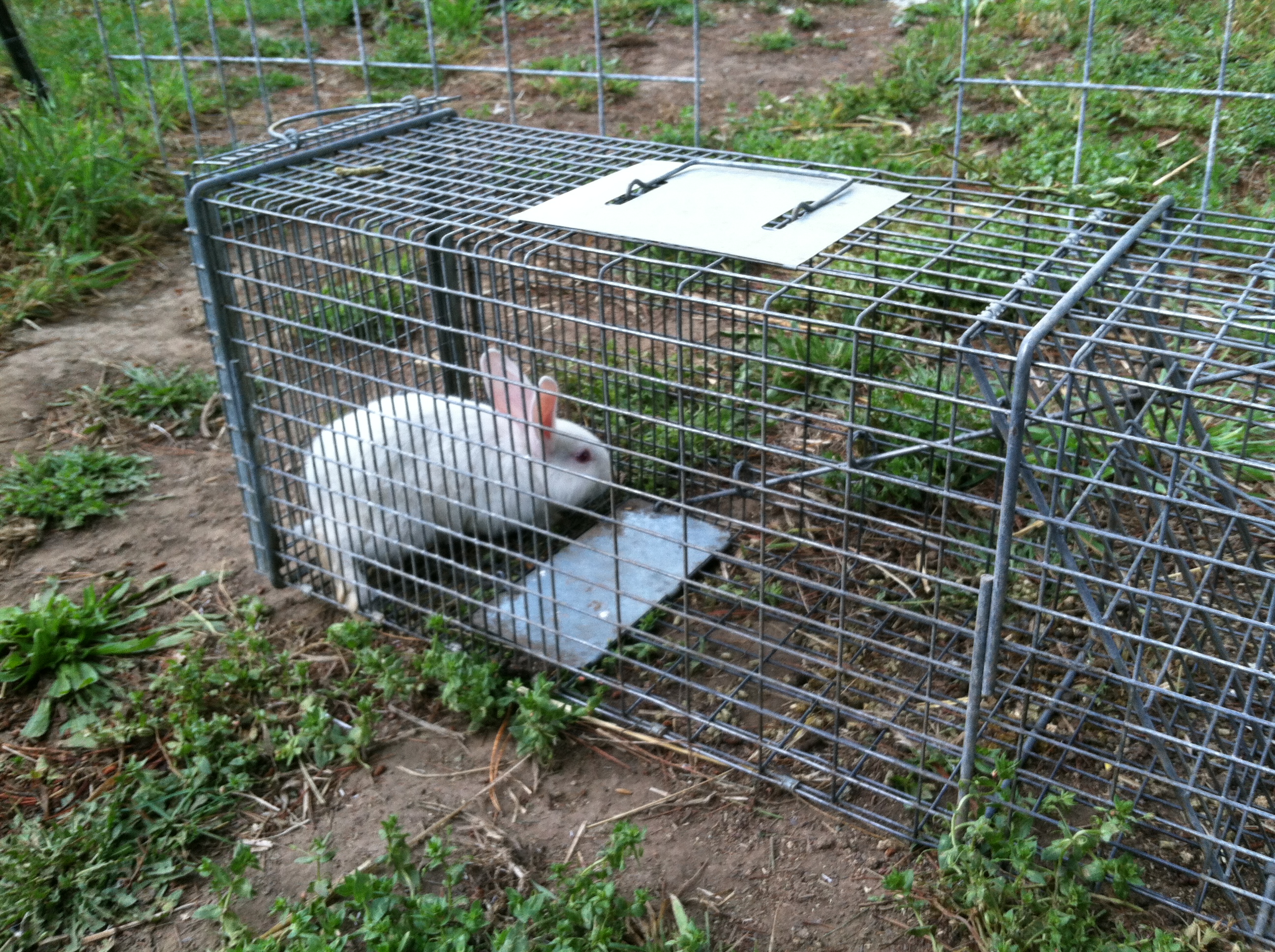 Caught one Free Range Rabbit!