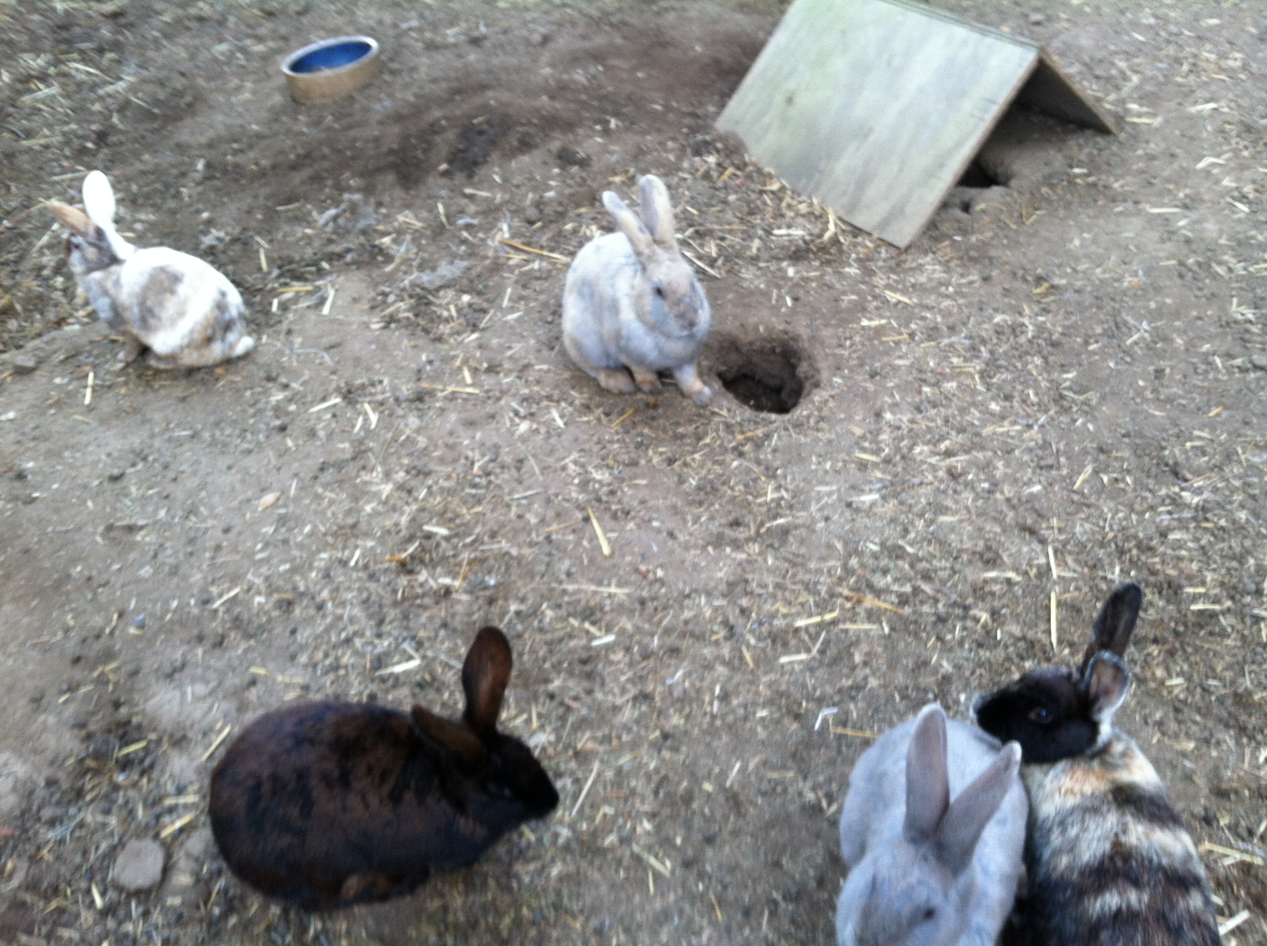 Some of our girls... our colony consists of American, Harlequin, Beveren, and American x Belgian Hare crosses