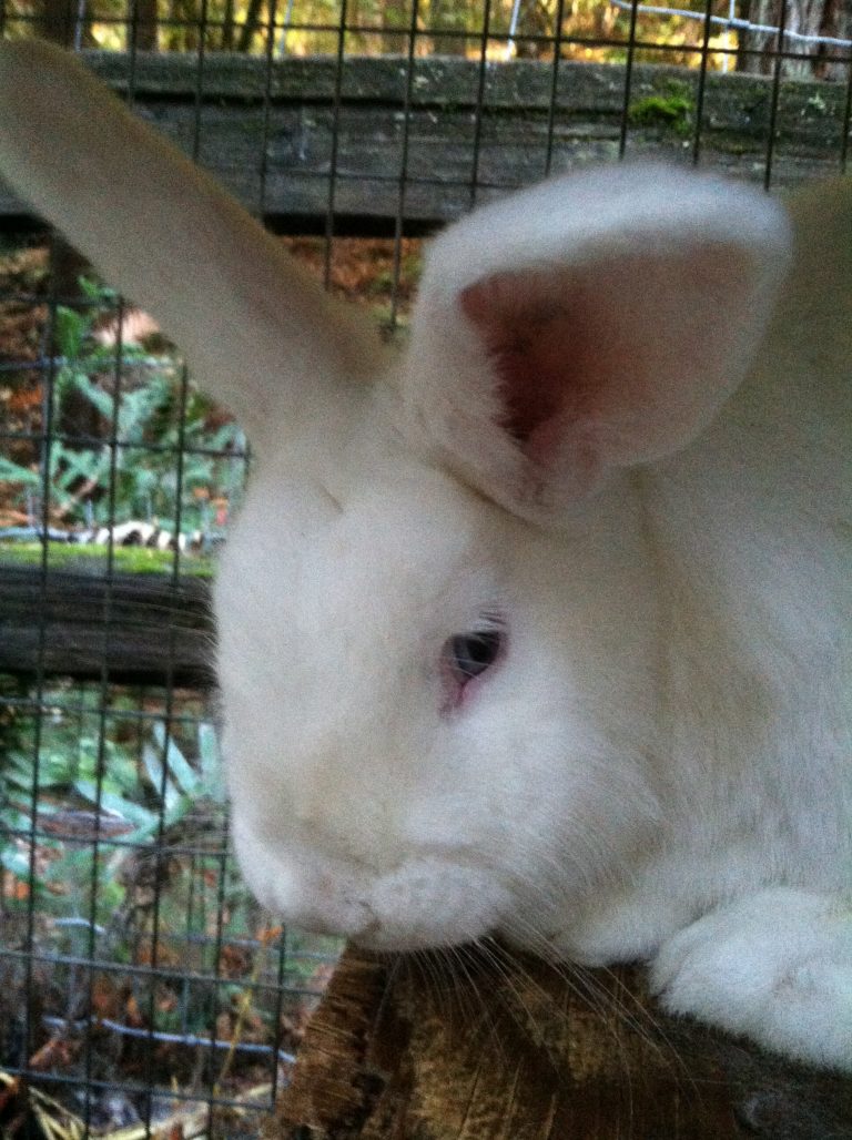 Rare Breed Rabbits Archives Trickster Hares