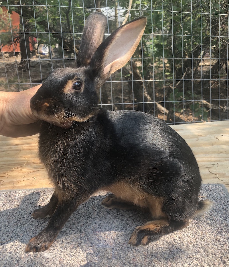 Belgian Hare Texas